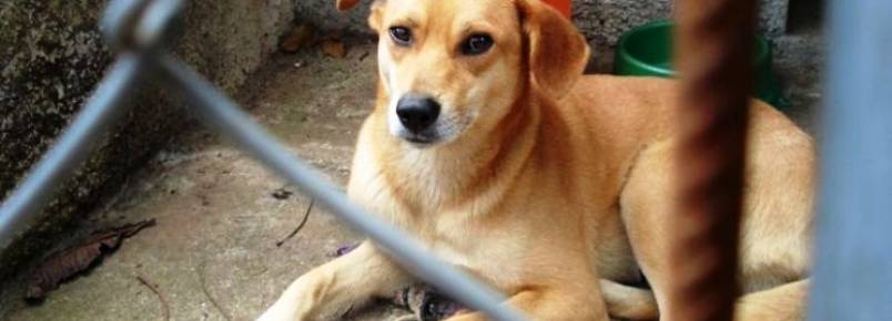 Maltratar animais é crime e deve ser denunciado